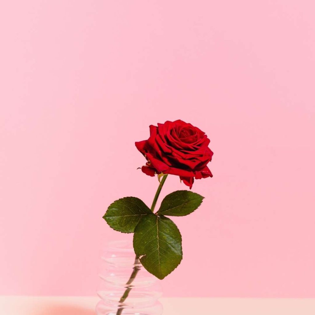 Simple rose images