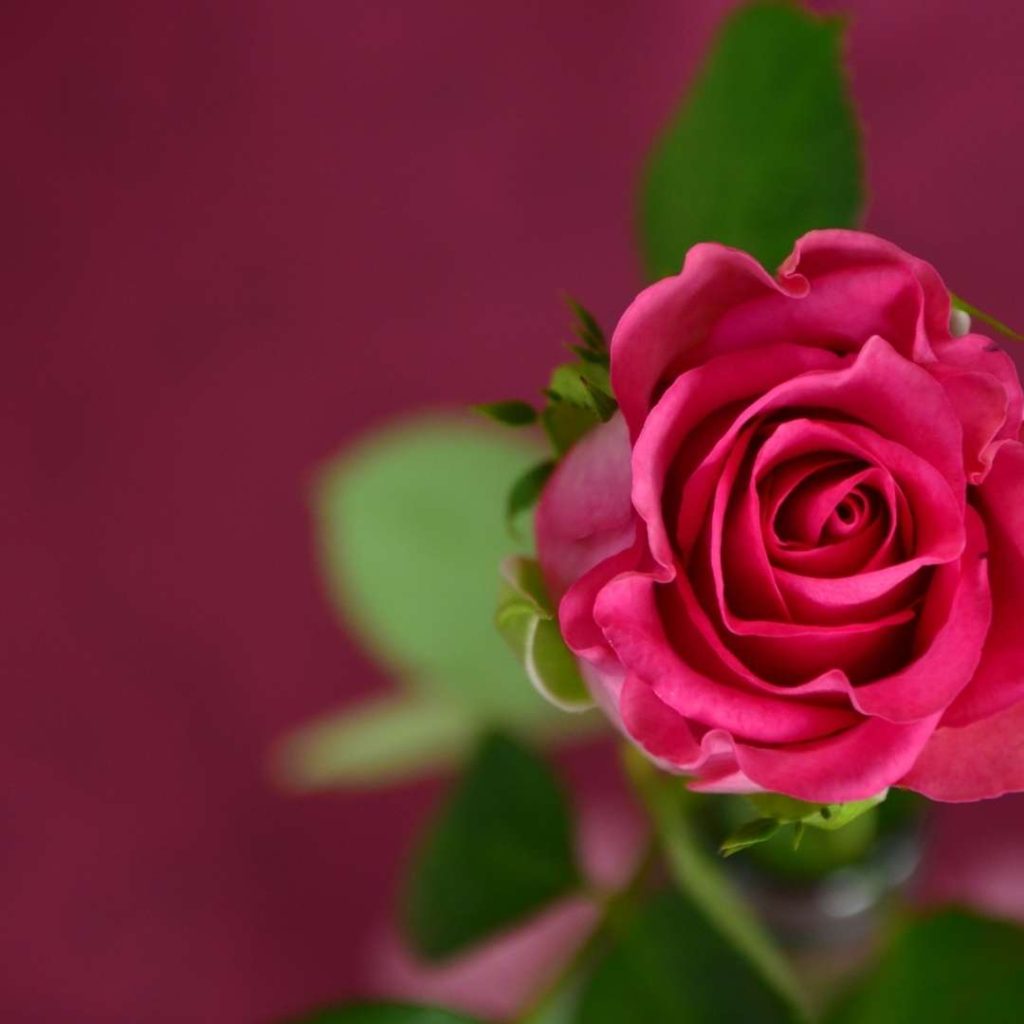 love rose day images