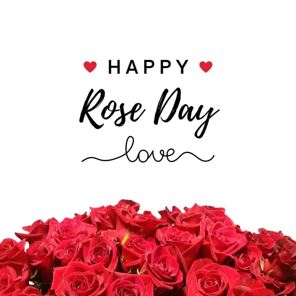 happy rose day pic